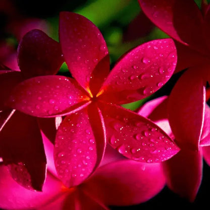 Pianta di Plumeria o Frangipani, vaso20, Fiori Profumati