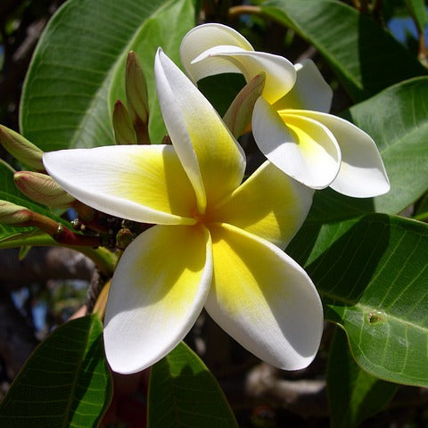 Pianta di Plumeria o Frangipani, vaso20, Fiori Profumati