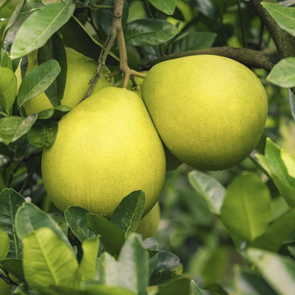 Piante di Pompelmo