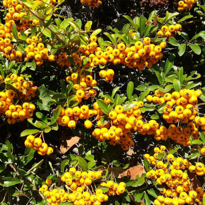 Piracanta Piramidale