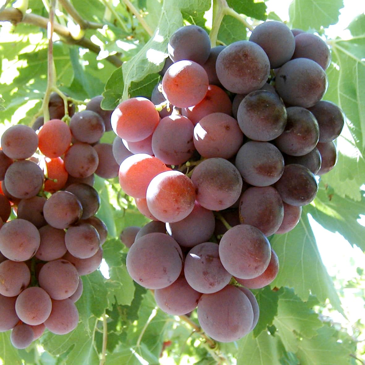 Barbatelle di uva da tavola, Piante di Vite a radice nuda di Prima scelta, Piante innestate.