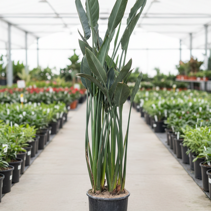 Pianta di Strelitzia Reginae