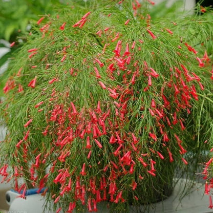 Russelia – Pianta di petardo, cespuglio ricadente fiorito. Vaso 16cm. Fiore Rosso-Giallo (Arancione-Rosso)