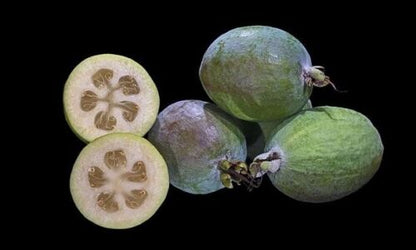 Pianta di Feijoa Sellowiana, Acca Sellowiana, Autofertile, guayabo del brasile