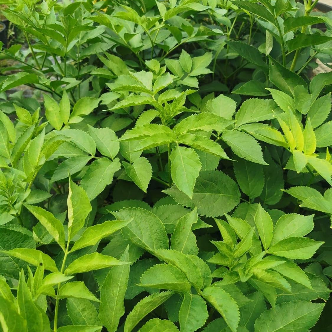 Pianta di sambuco (Sambucus nigra)