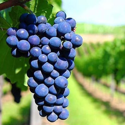 25 Barbatelle di uva nera da Vino, Piante innestate di I scelta, Piante certificate