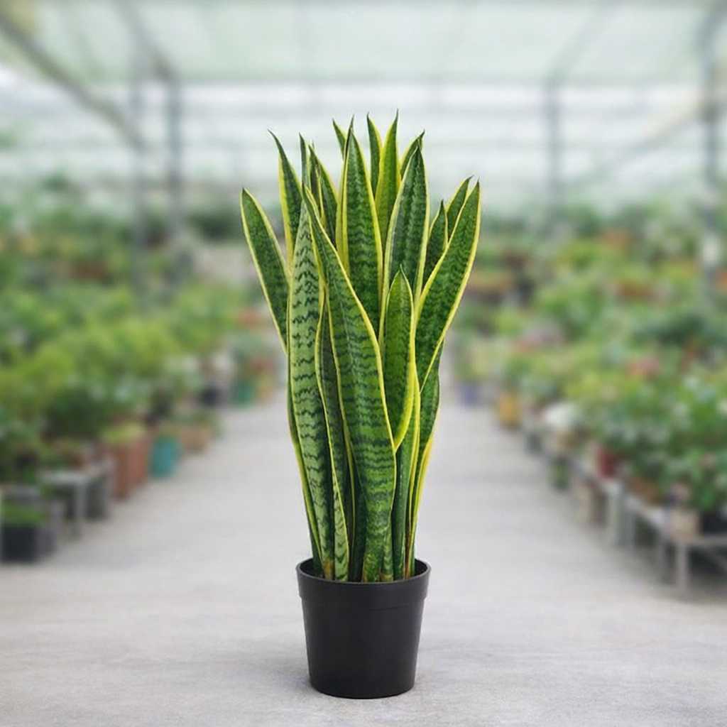 Sansevieria laurentii