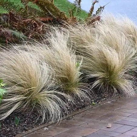 Stipa Tenuissima