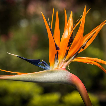 Pianta di Strelitzia Reginae