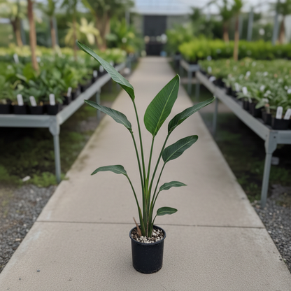 Strelitzia Nicolai