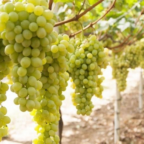 Barbatelle di uva da tavola, Piante di Vite a radice nuda di Prima scelta, Piante innestate.