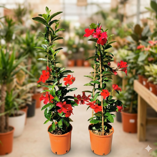 Dipladenia Sundaville