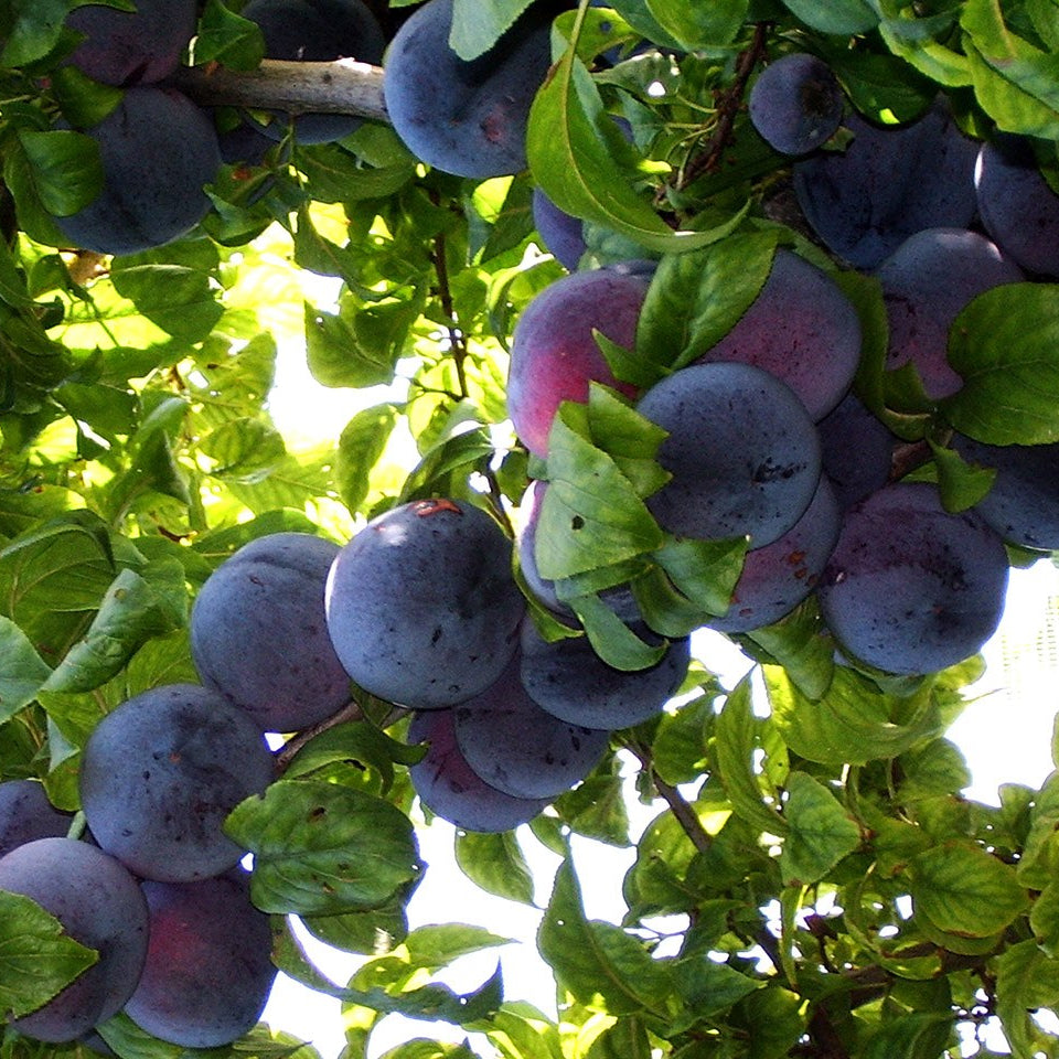 Pianta di susino