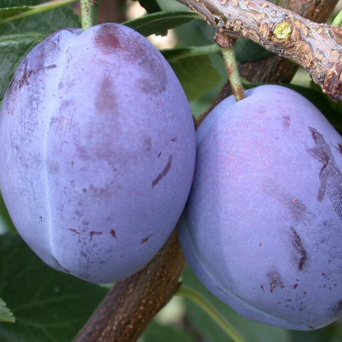 Pianta di susino