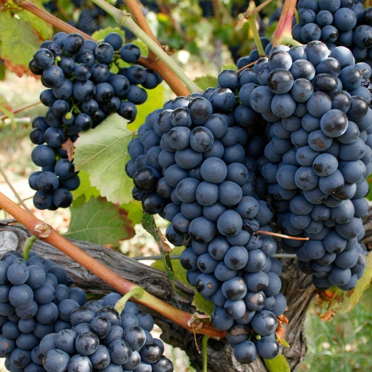 25 Barbatelle di uva nera da Vino, Piante innestate di I scelta, Piante certificate
