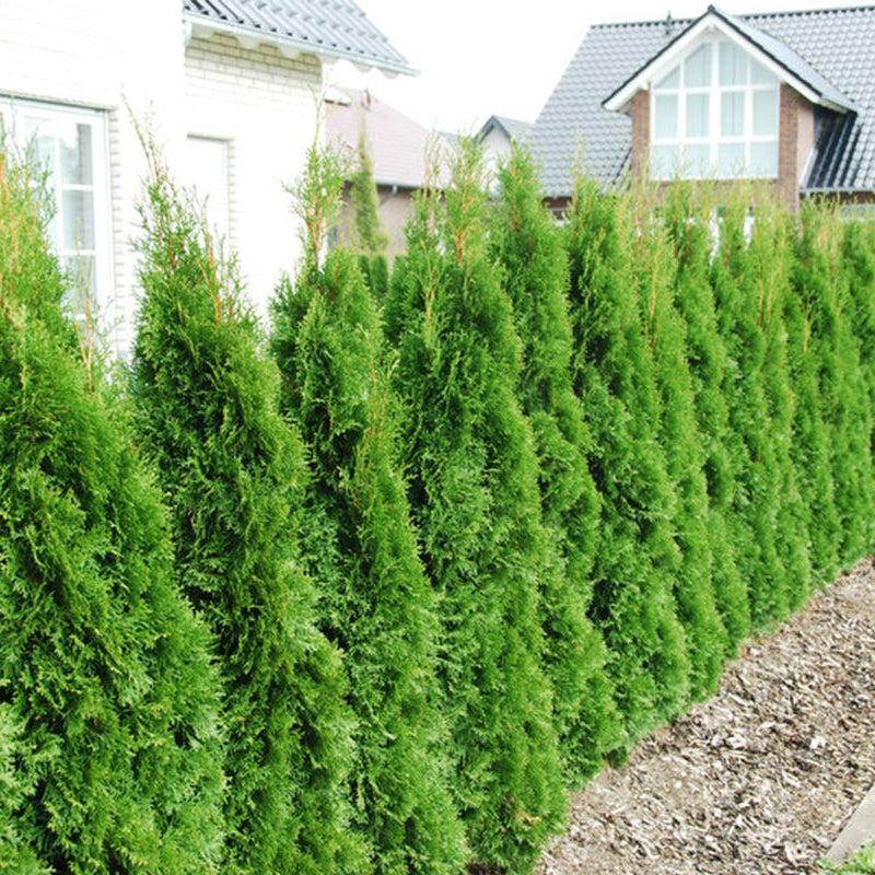 Pianta di Thuja, Pianta sempreverde