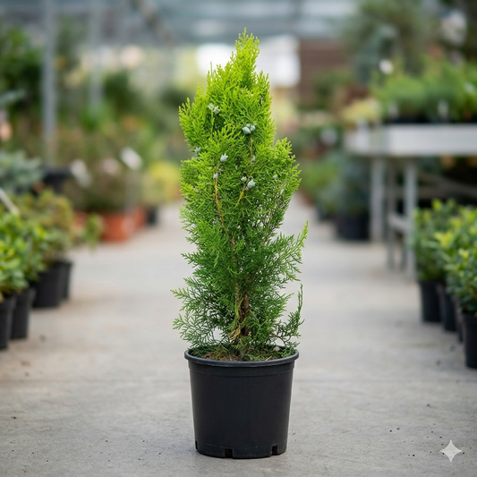 Pianta di Thuja, Pianta sempreverde