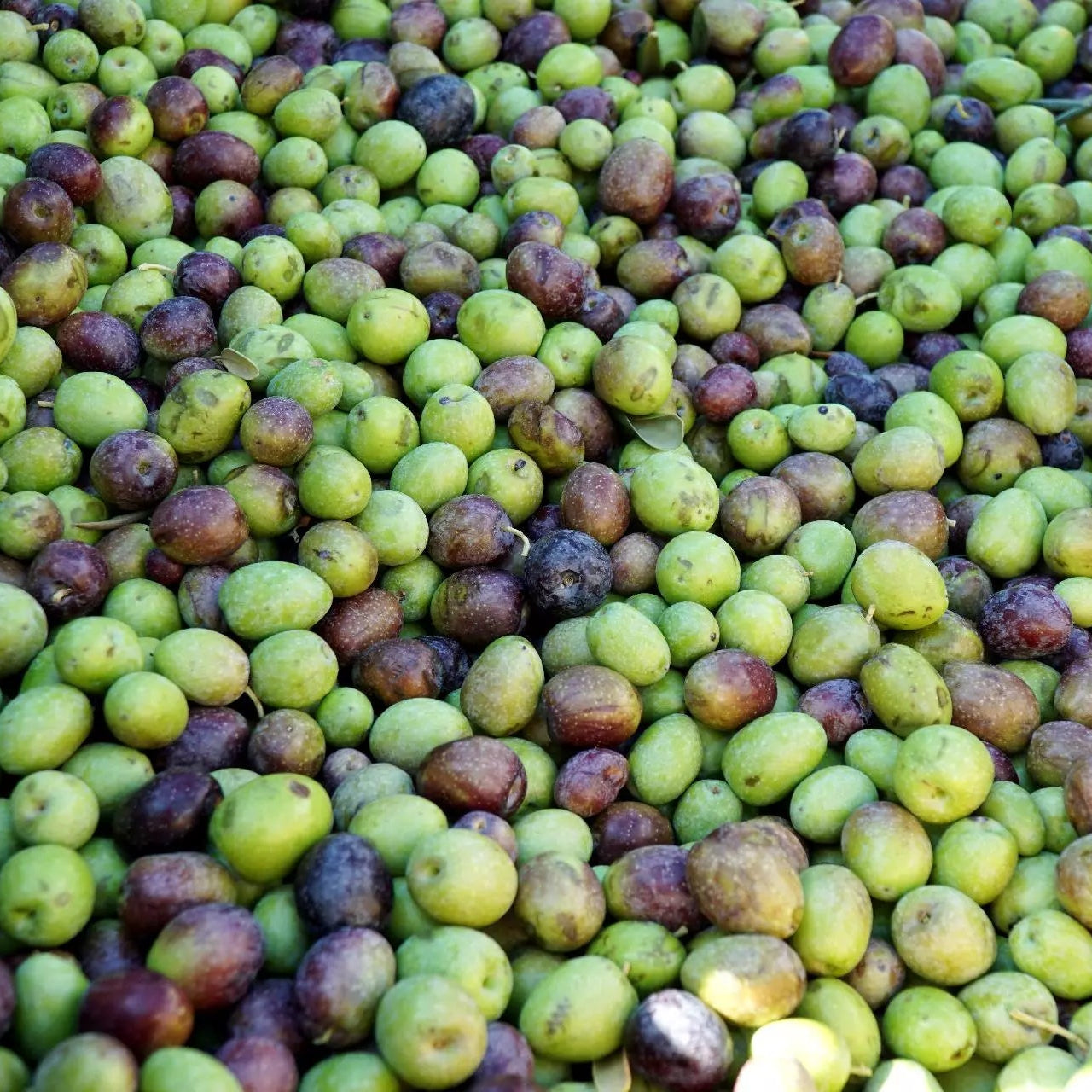 Pianta di ulivo, da olio o ornamentale