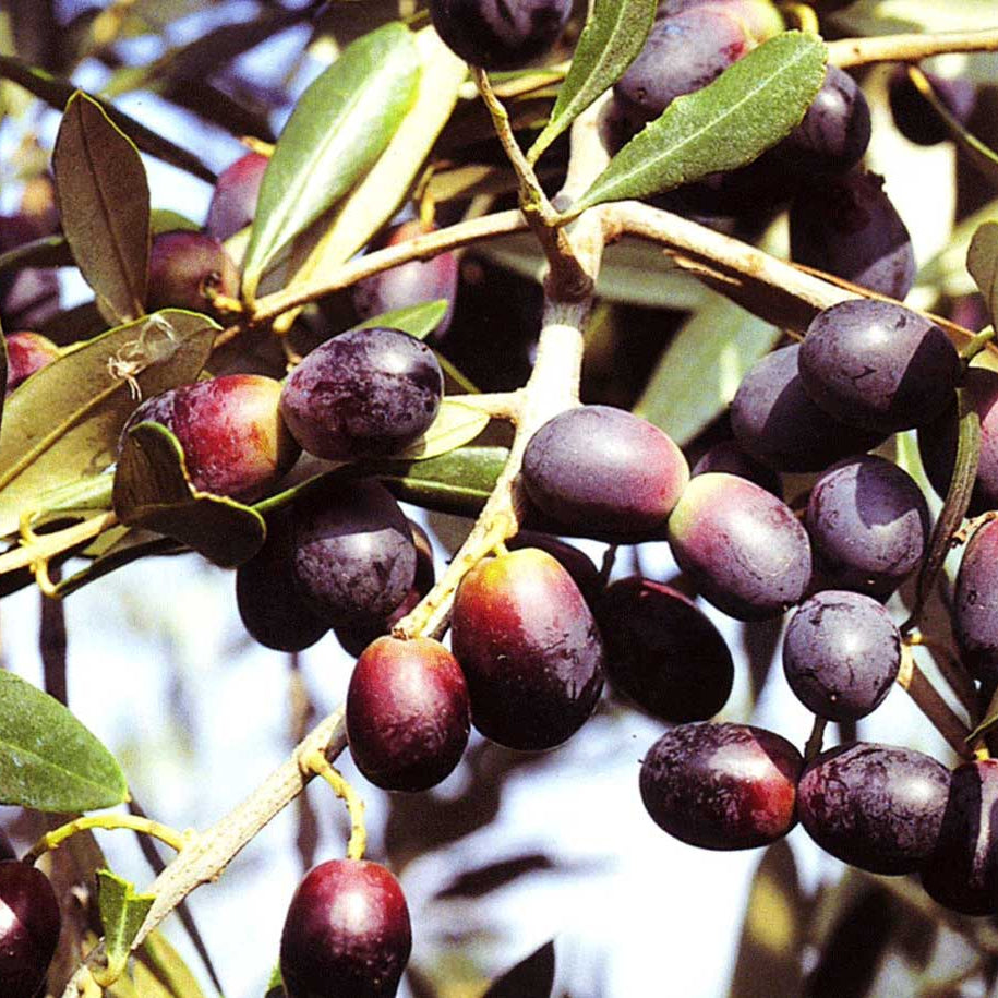 Pianta di ulivo, da olio o ornamentale