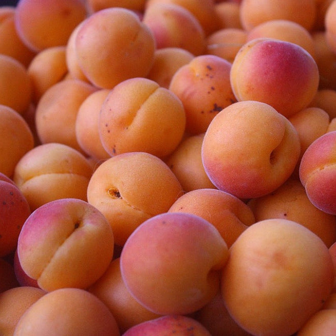 Piante di albicocca da frutto