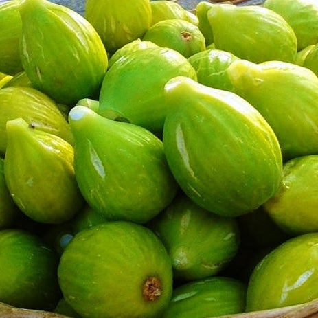 Pianta di fico