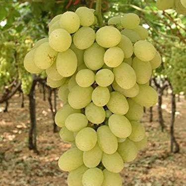 Barbatelle di uva da tavola, Piante di Vite a radice nuda di Prima scelta, Piante innestate.