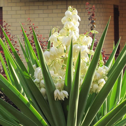 Pianta di Yucca