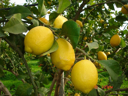 PIANTA DI LIMONE, CM 140/150, IN FITOCELLA