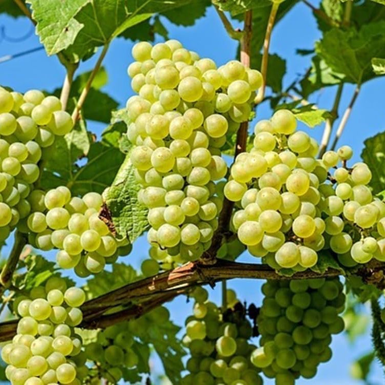 Barbatelle di uva da tavola, Piante di Vite a radice nuda di Prima scelta, Piante innestate.